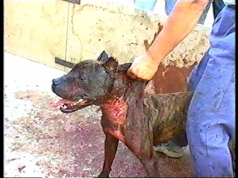FOTOS DE PERROS PITBULL PELEANDO fotos de perros pitbull peleando: