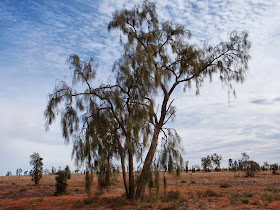 Acacia peuce