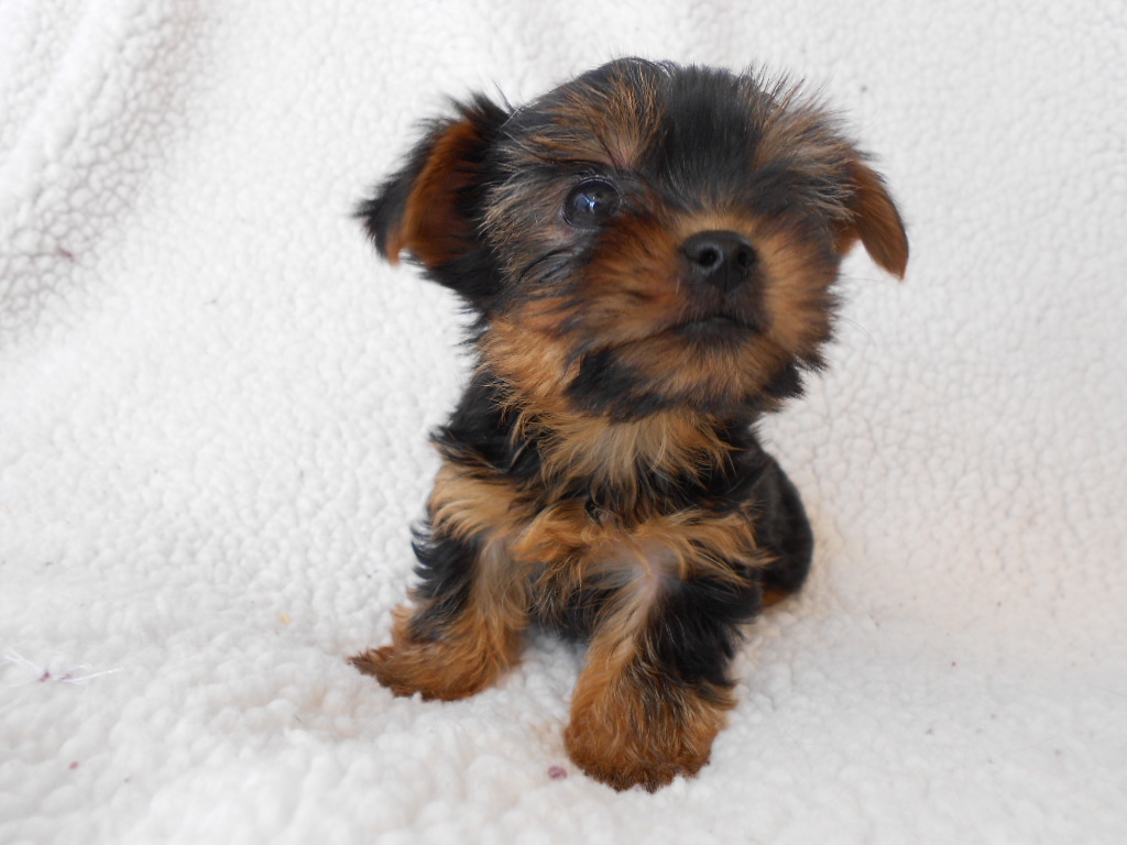 The Heavenly Yorkies TeaCup Litter 8 weeks
