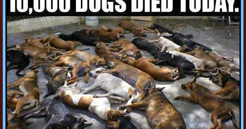 Caim Animal Rescue Network: Support no kill shelters