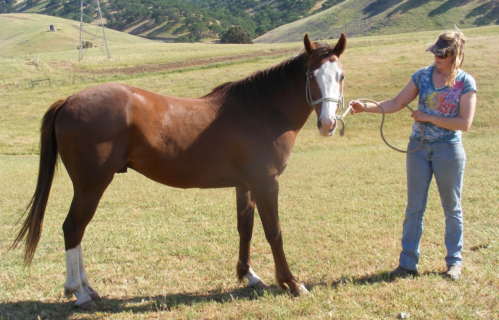 Lone Oak Rescue Horse Rescue & Rehabilitation 4 safe horses...