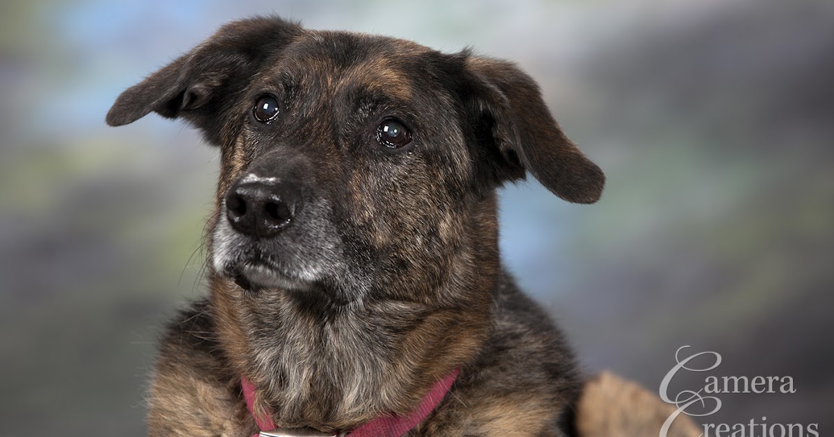 PET PORTRAIT PHOTOGRAPHY IN LOS ANGELES