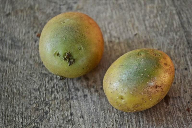 Poisonous fruits and vegetables every day we consume in food (11 photos