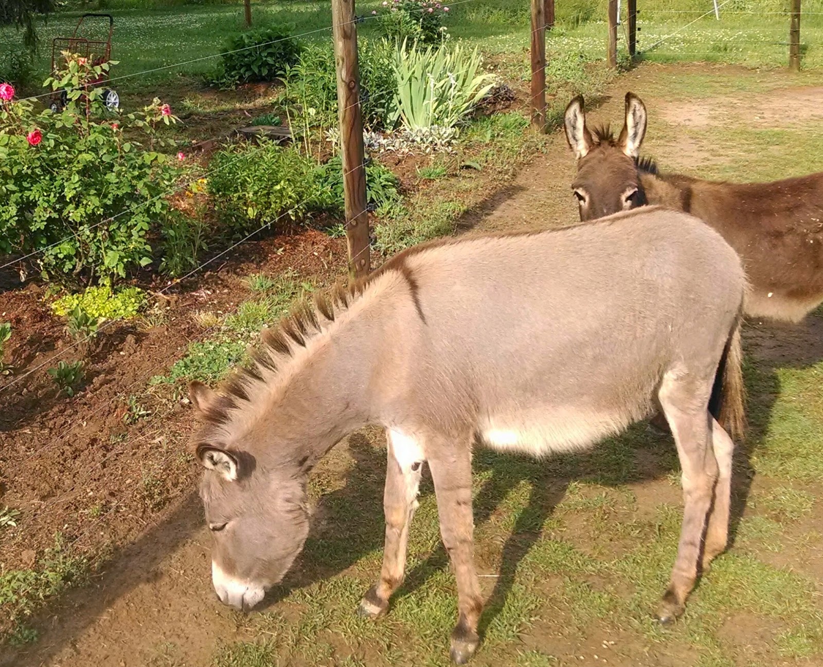Our Tiny Farm in Western NC Pictures of Our MiniDonkeys