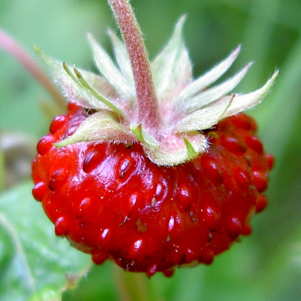 Over Bessen, Fruit en Bijen Wilde bosaardbei (Fragaria vesca)