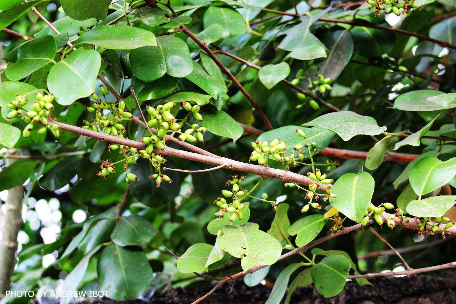 Ako si ANDREW IBOT! Duhat (Java Plum) (Syszygium jambolanum)