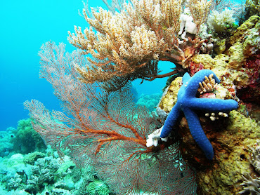 #15 Coral Reef Wallpaper