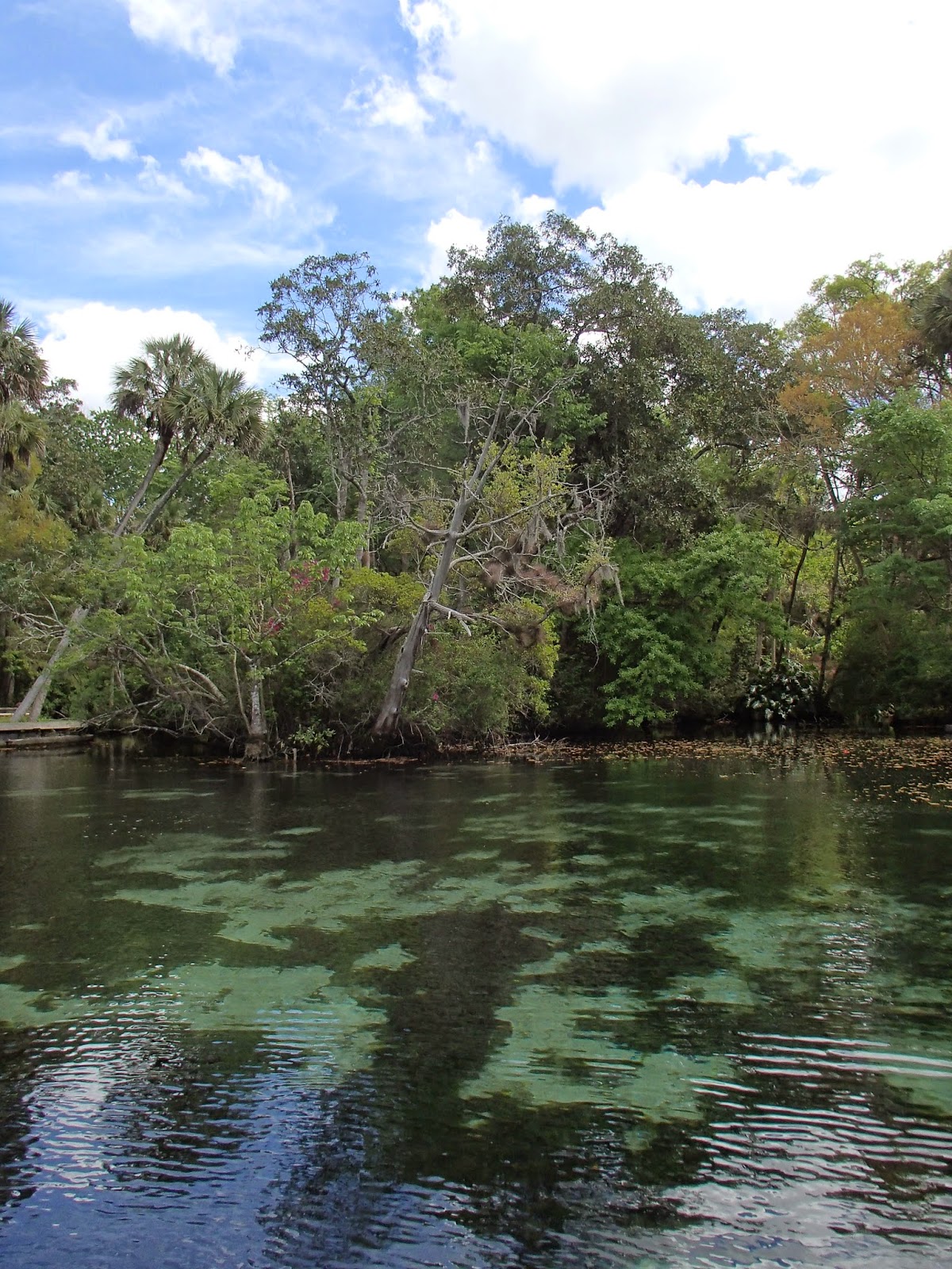 Homosassa Springs