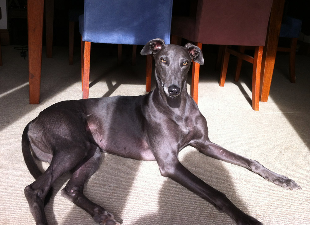 Greyhound Breed Profile Australian Dog Lover