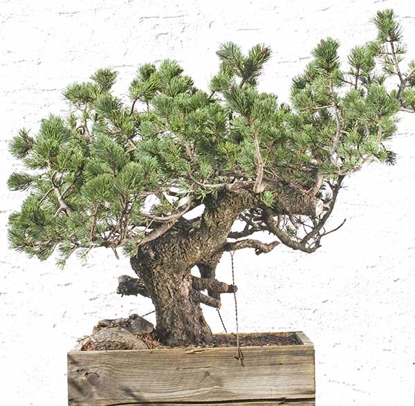 Mugo Pine Used In Commercial Landscaping Backyard Neophyte