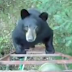 See why this hunter is afraid with this bear