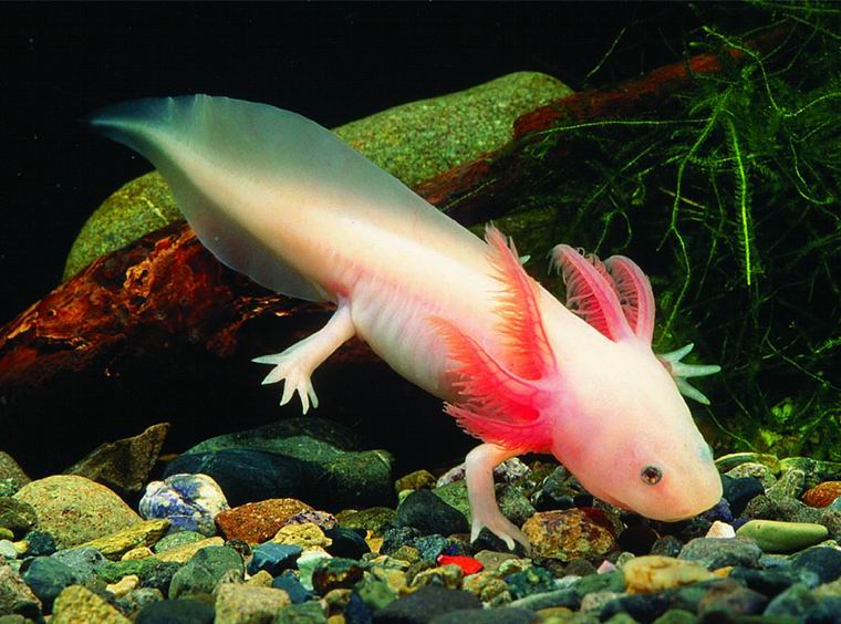 Axolotl