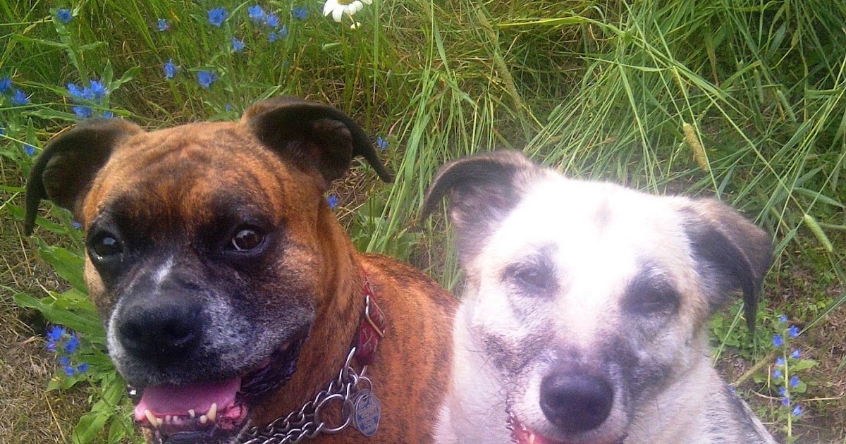 Ottawa Valley Dog Whisperer Adopt A Rescued Dog