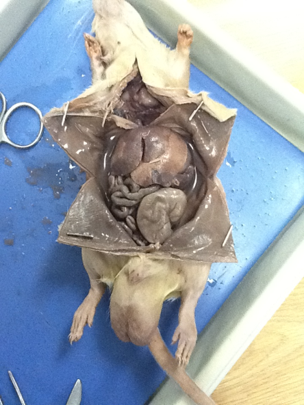 Animals: Comparitve study of rat and human
