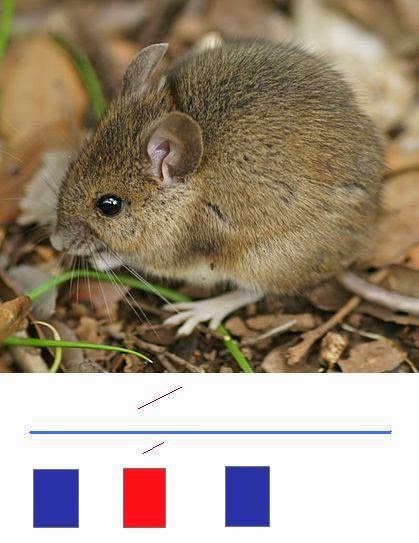 звуковая схема слова мышь 1 класс