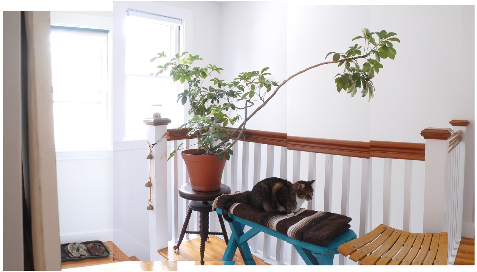 Living Plant Sculpture