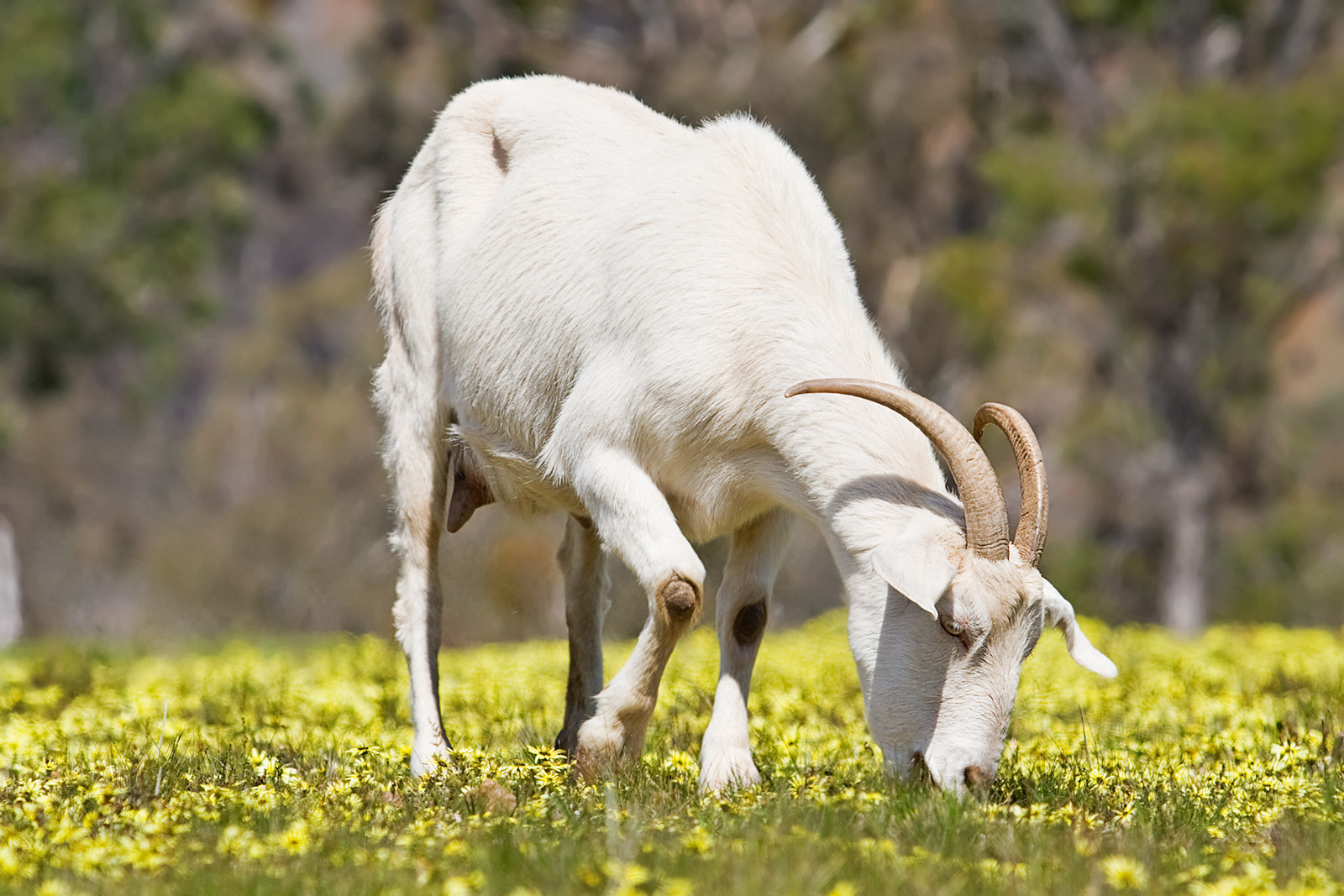 Domestic Goat | Wild Life Animal