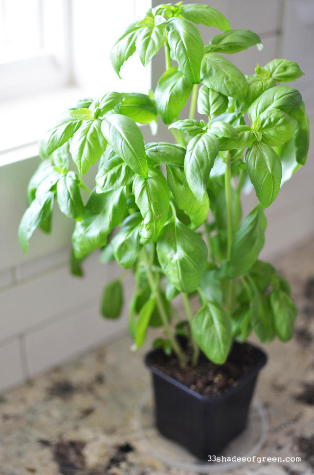 33 Shades of Green How to Propagate Basil
