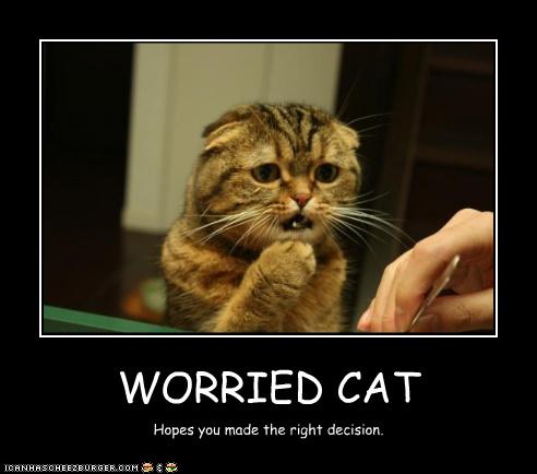 worried-cat.jpg