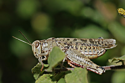 Calliptamus italicus