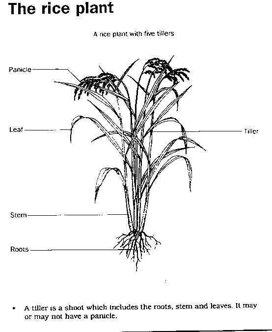 Magic And Human Nature: Rice & Rice Plant In SEA Magic