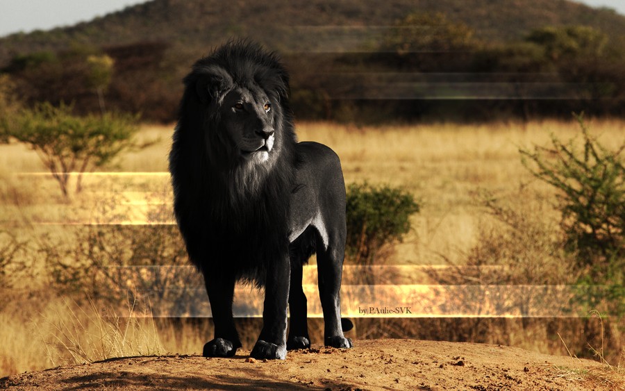 post cool animals Black__melanistic__lion_wallpaper_by_paulie_svk-d52lazs.jpg