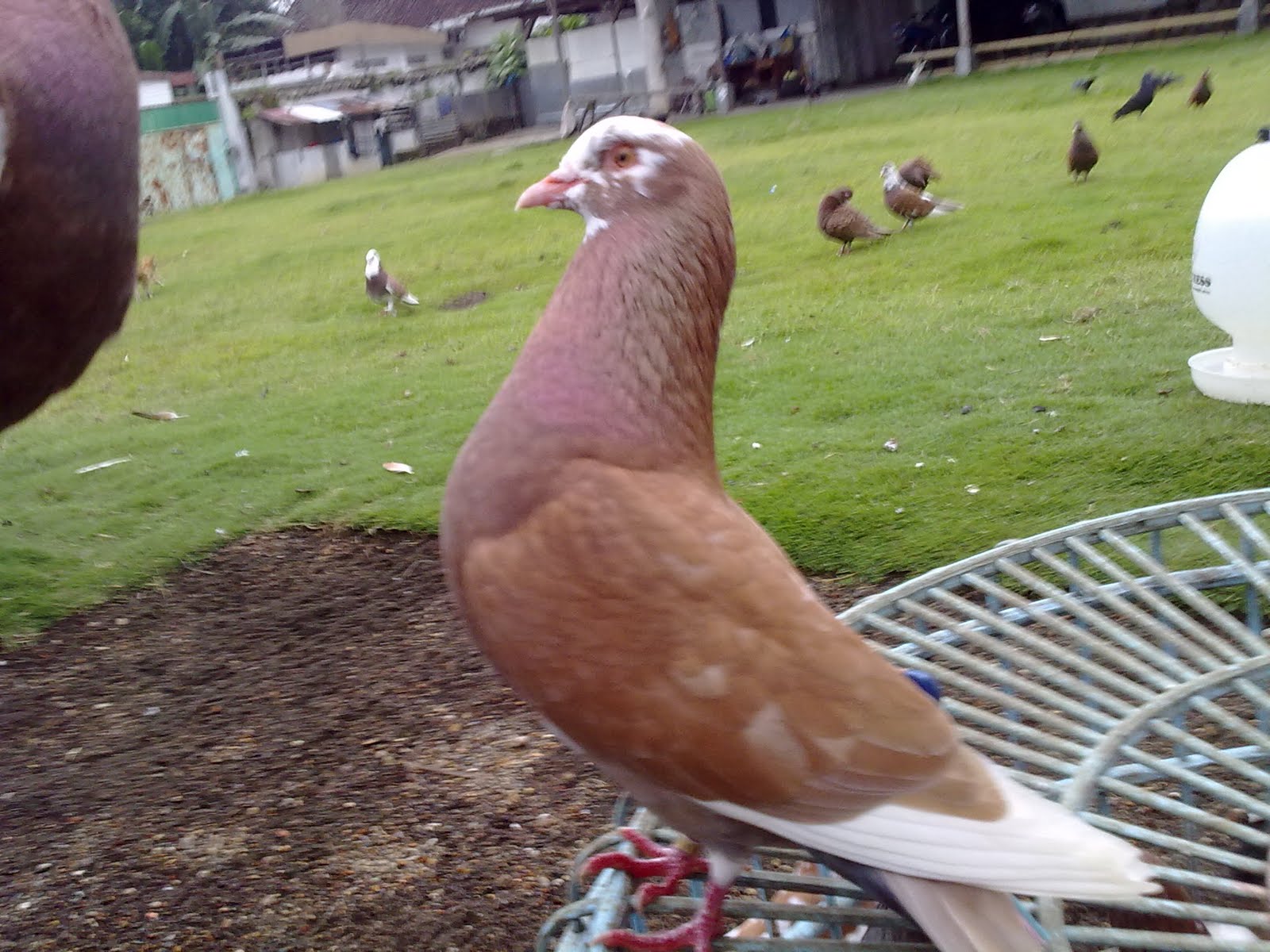 Burung Dara Merpati Tinggi Tomprangan Info Burung Dara Merpati Tinggi Tomprangan Info