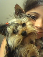 TROVATA !!!!!  RUBATA YORKSHIRE TERRIER A MARGHERA (VE)