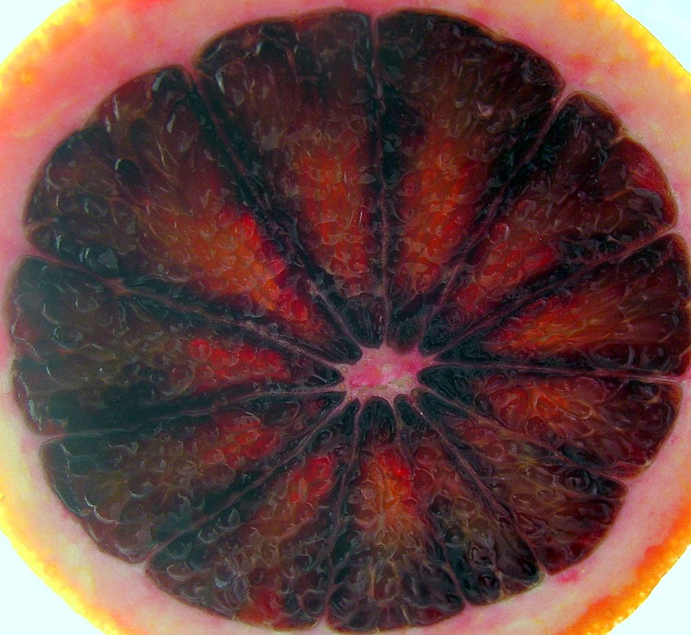 kathy van kleeck blood oranges