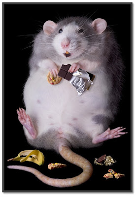 Gym Rat - Camiseta de ratas musculares musculares, animales, enfermedad y  ratas