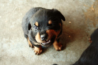 Rottweiler Puppy Image