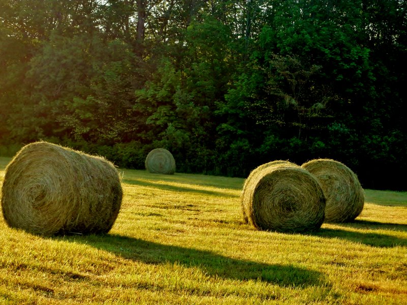Enchanted Blue Hay Bale the documentary