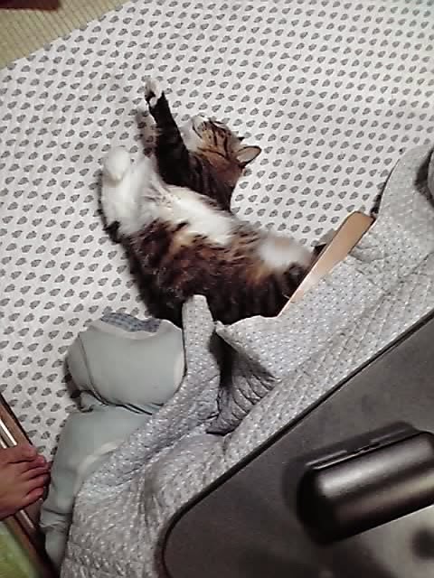 踊る猫爆弾 バレエ的 尿路結石療法