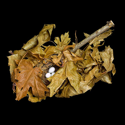 Birds Nests Photography by Sharon Beals Seen On www.coolpicturegallery.us Birds Nests Photography by Sharon Beals Seen On www.coolpicturegallery.us