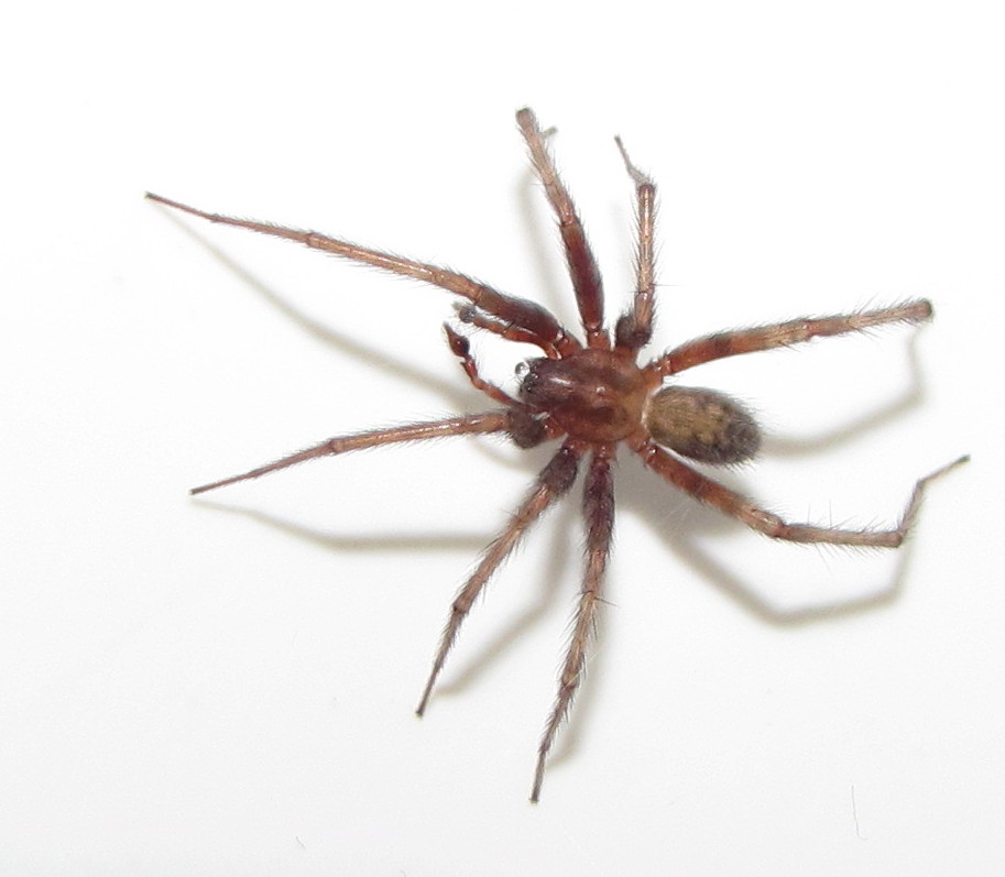 Bug Eric Shower Spiders