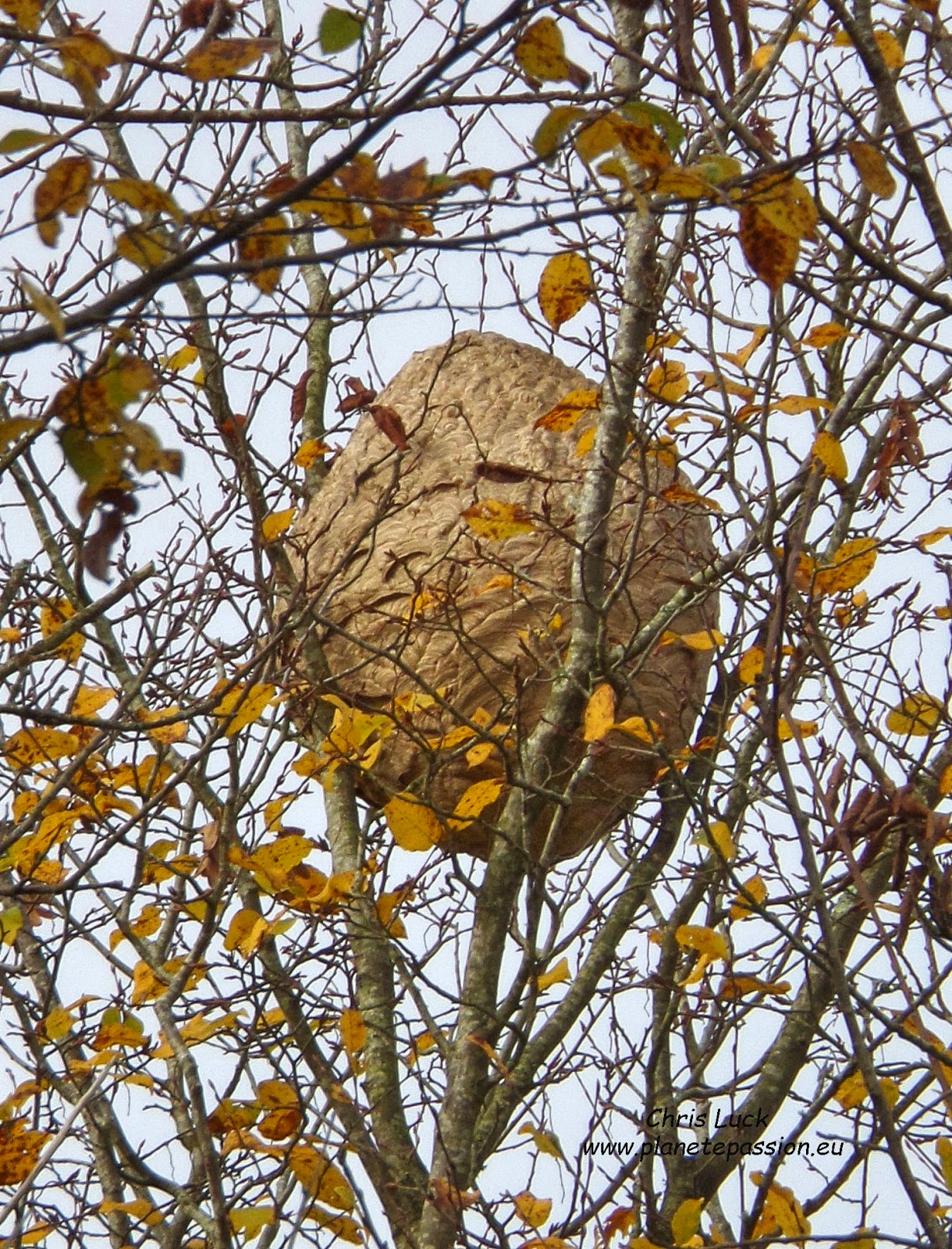 hornets nest in tree