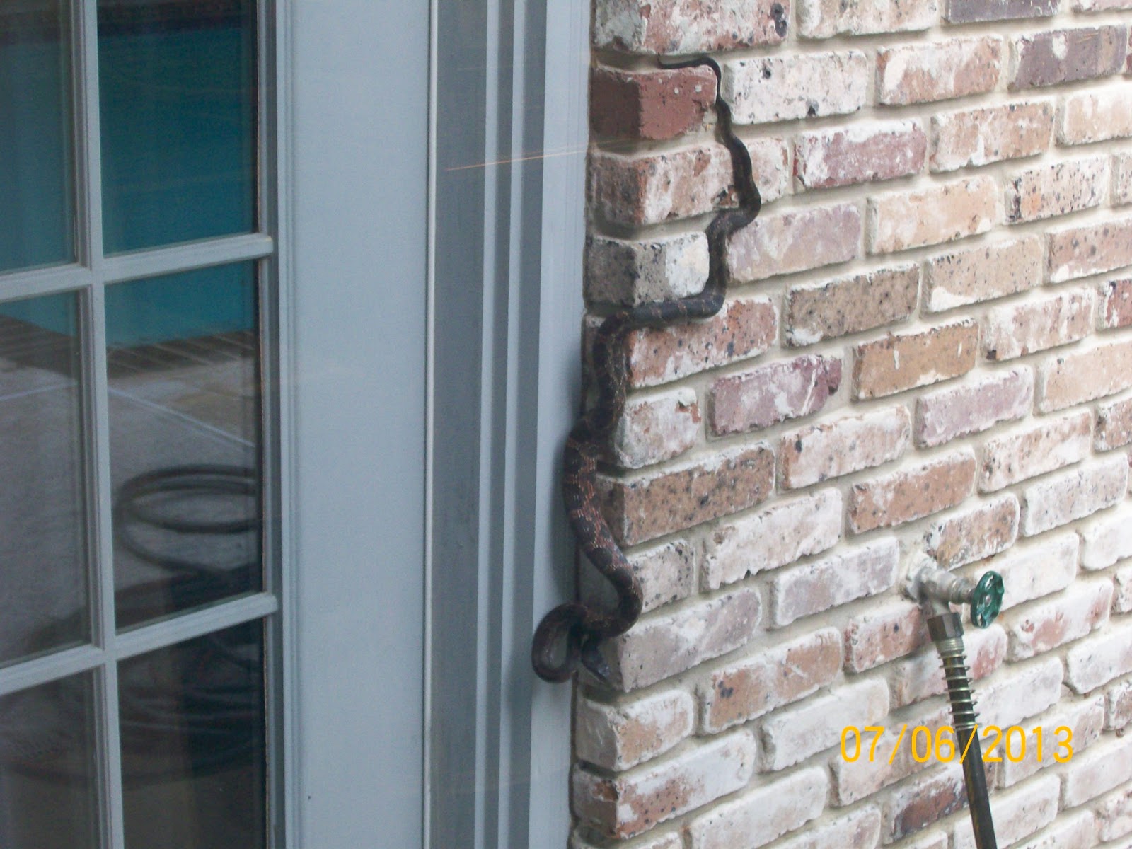 Rockhounding Around Snake on my outside brick wall