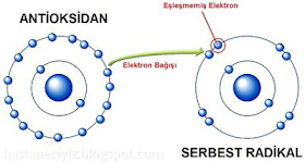 antioksidan nedir, antioksidan ne demektir