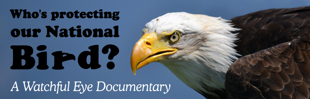 Bald Eagle Film (Who's Protecting Our National Bird?): About