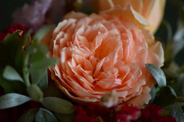 Monday vase meme, rose Crown Princess Margareta, Convolnulus cneorum, small sunny garden, desert garden, amy myers photography