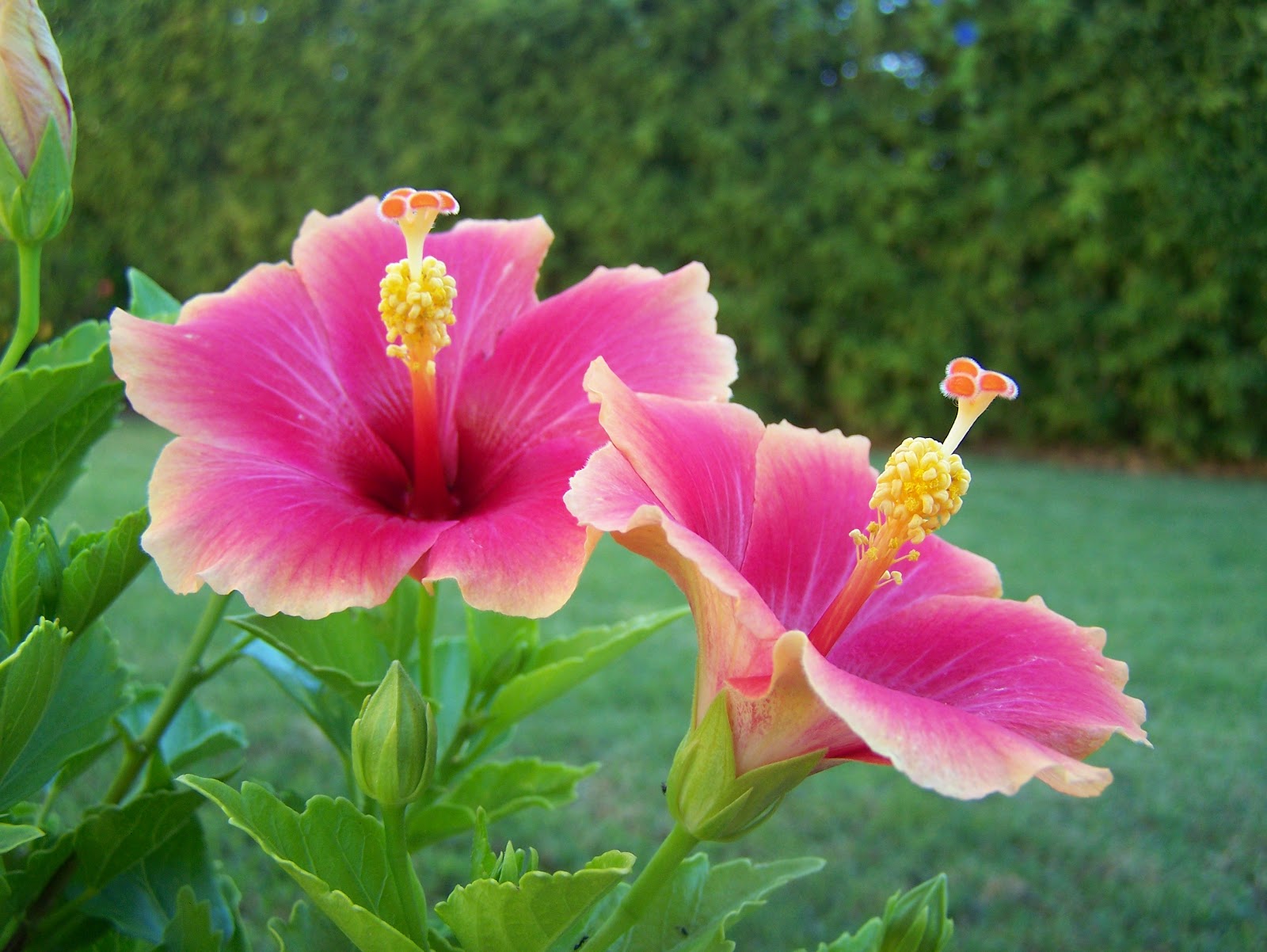La flor del hibiscus rosa sinensis Krista