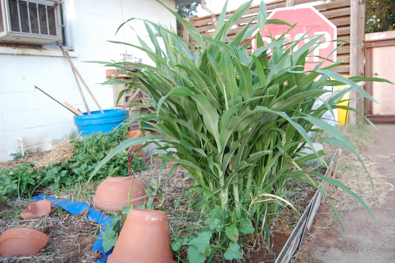 Texas Rebel Girl Hamster Plant?