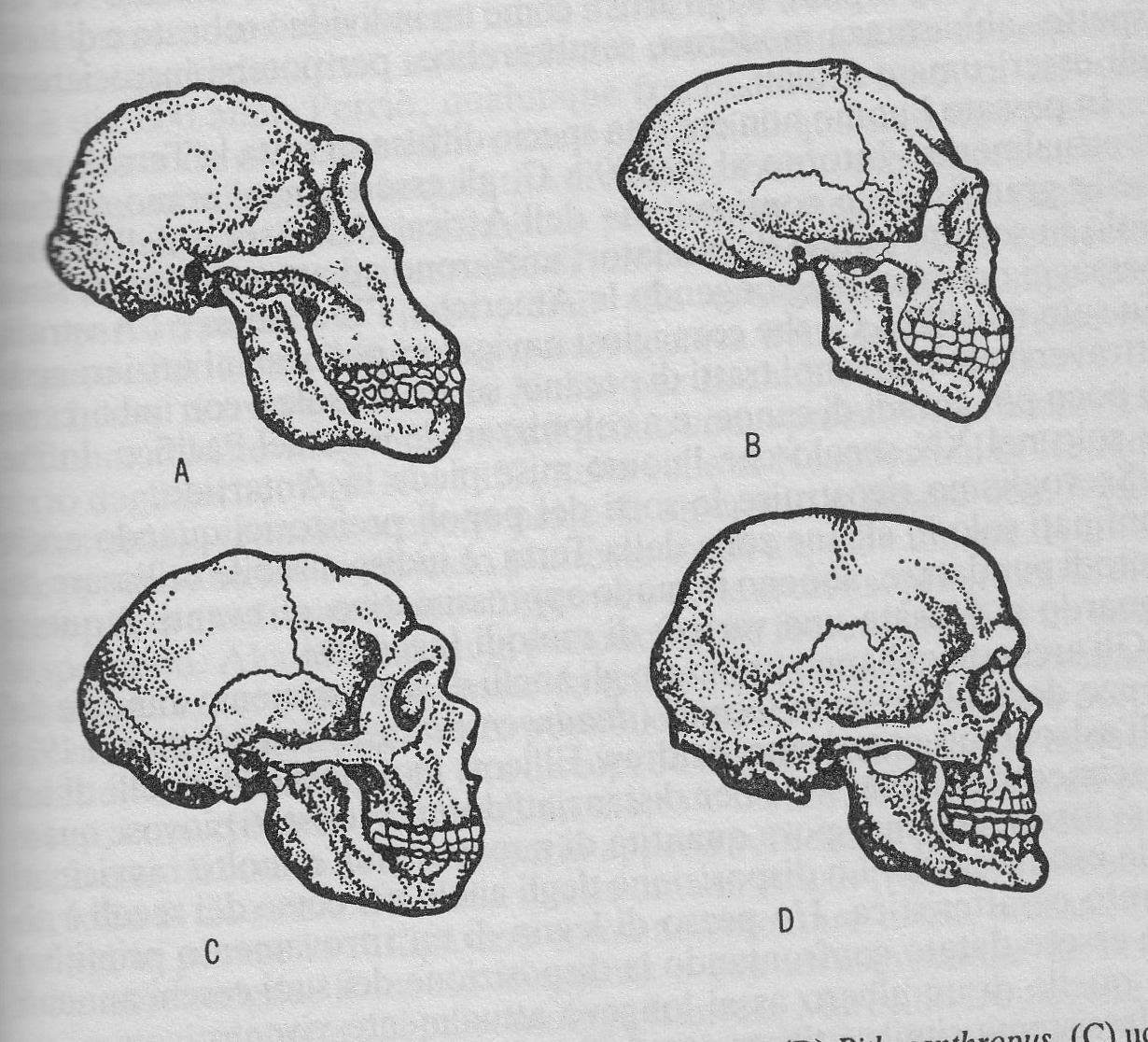 Neandertal.jpg