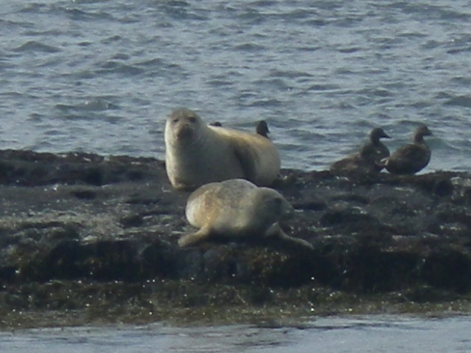 rencontre avec raizen