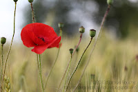 coquelicot dans les champs bokeh flare