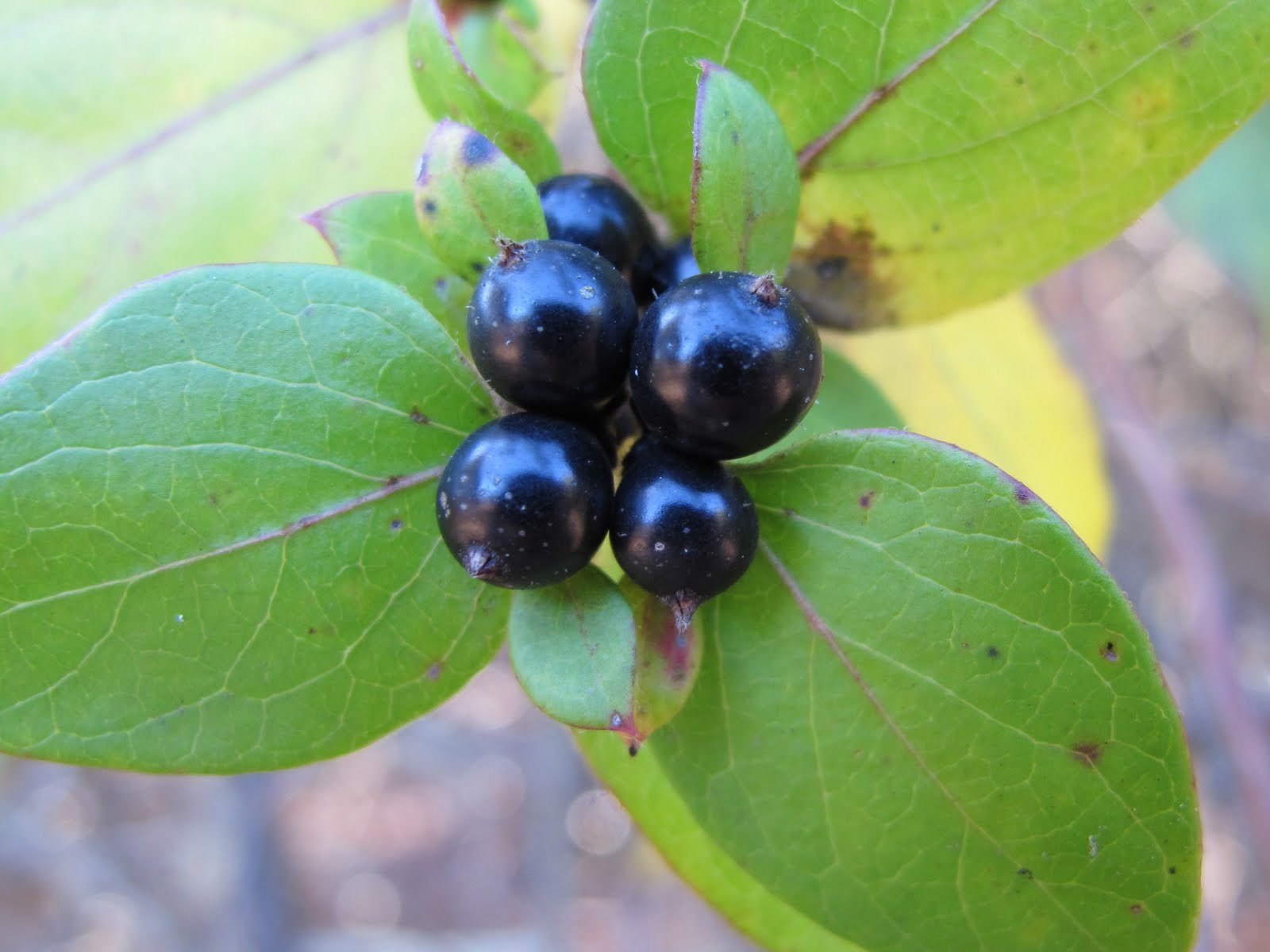 Blue Jay Barrens Japanese Honeysuckle