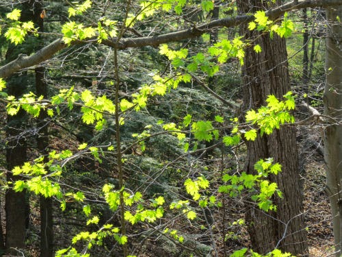 maple tree