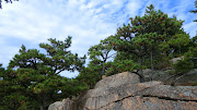 Jack Pine in Acadia National Park. And speaking of trees, there is nothing . (cimg )