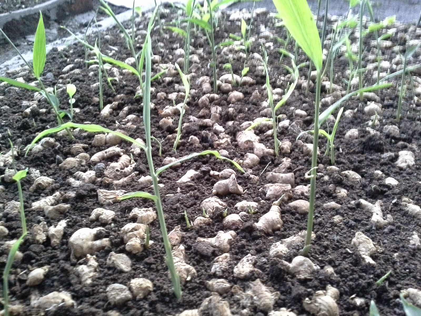 kebun jahe nusantara: Pembibitan Jahe di Wonoayu Sidoarjo