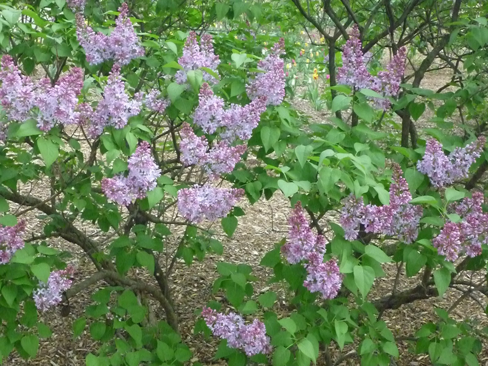 Defining Your Home Garden And Travel Lilacs Are Here There And